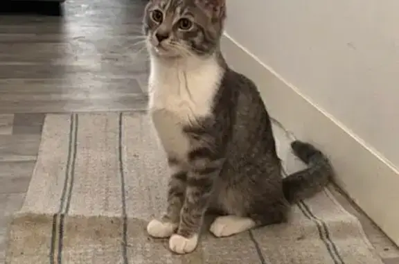 Chatte grise et marron perdue à Anzin - photo