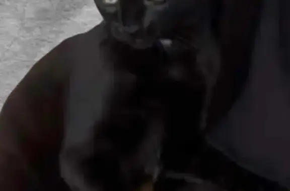 Animaux perdus , photo: Chat noir 8 mois perdu, Route du Guizay