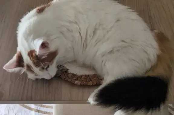 Chat perdu, Mont-de-Marsan, photo: Chatte perdue, Avenue Pasteur, Mont-de-Marsan