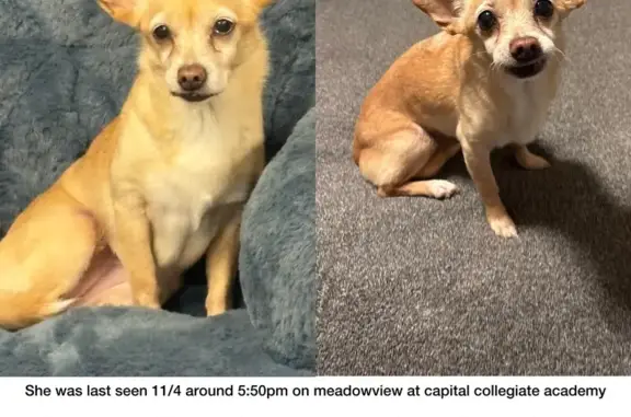 Lost pets Sacramento, photo: Lost Chihuahua: Meadowview Rd, Sac
