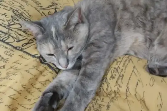 Missing Grey Tabby Cat in Boksburg