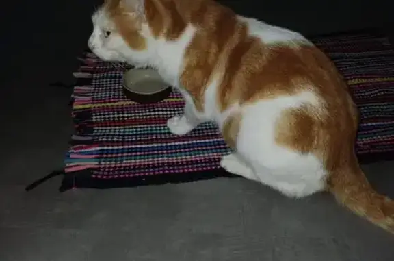 Animaux trouvés , photo: Chat roux et blanc cherche foyer, La Londe