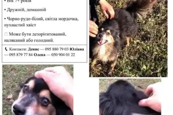Потерянні тварини Круглик, фото: Зникла собака: Чорно-рудо-білий у Круглику