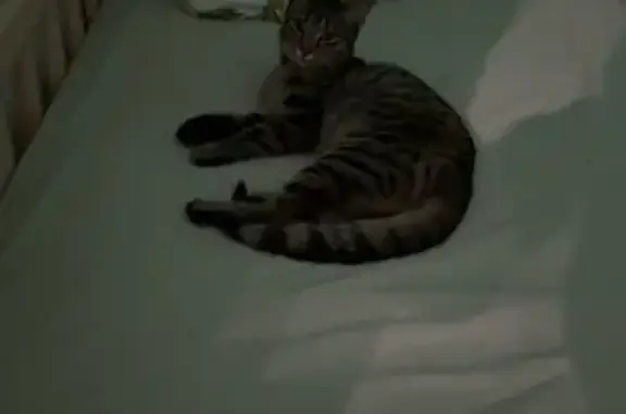 Animaux trouvés Bischwiller, photo: Chat tigré maigre trouvé à Bischwiller