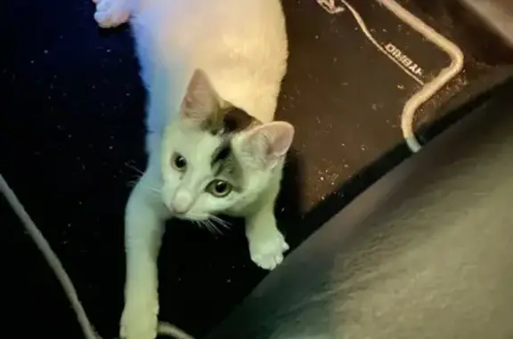 Chat perdu, Bouxwiller, photo: Chat perdu : 8 mois, blanc et tache noire