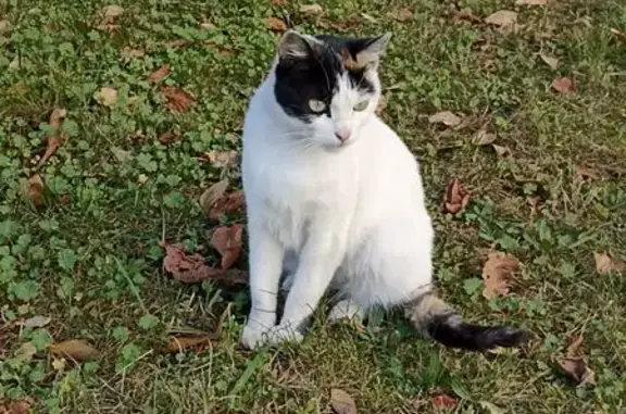 Знайдена триколірна кішка у Ль...