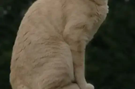Chat mâle beige rosé perdu à Villemur - photo