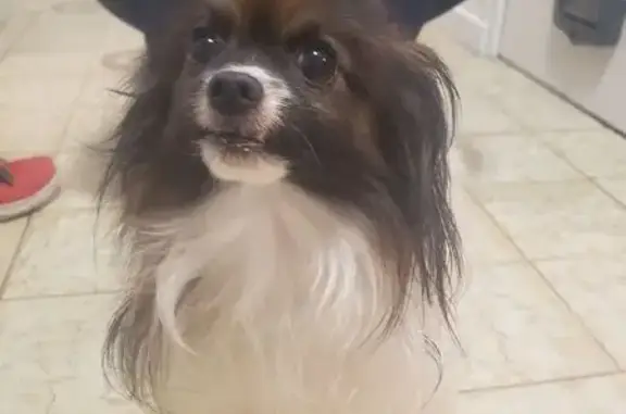 Chien trouvé , photo: Chien trouvé sans collier à Brie-Comte-Robert
