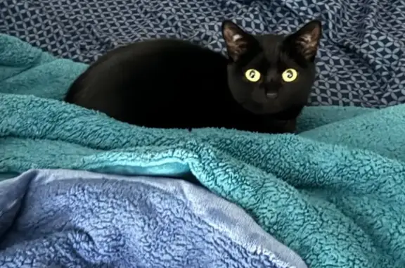 Lost and found pets , photo: Lost Cat: Tiny with Purple Collar, Swansea