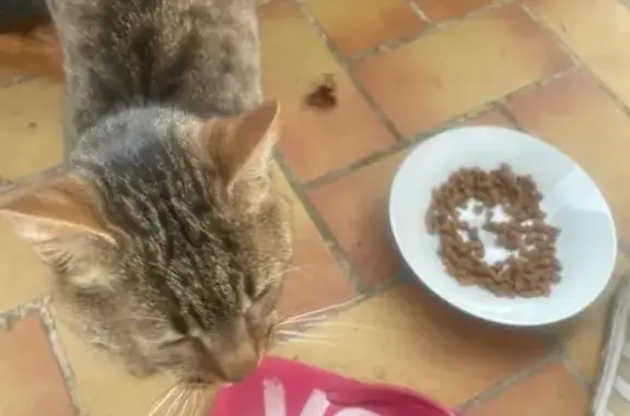 Animaux trouvés , photo: Chat sociable trouvé à Luisant