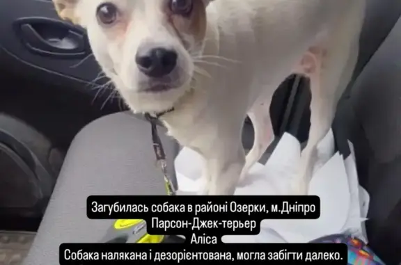 Зникла собака з худенькими лапками в Дніпрі