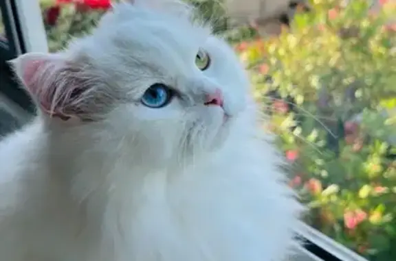 Chat angora blanc perdu à Toulon - photo
