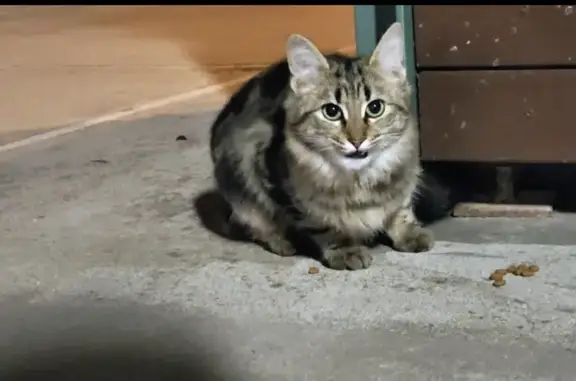 Búsqueda de mascotas, foto: Gatito asustado busca hogar en Alcobendas