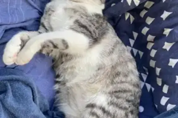 Chat blanc et gris perdu à Anglet - photo