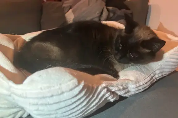 Animaux trouvés Pléhédel, photo: Chat blessé trouvé rue de l'Argoat