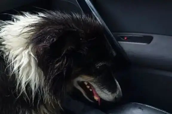 Chien trouvé , photo: Border collie trouvé à Sieurac, sécurisé