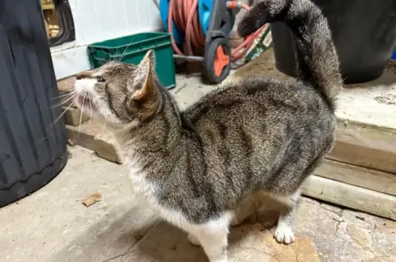 Chat trouvé Caen, photo: Chat gris tigré trouvé à Caen