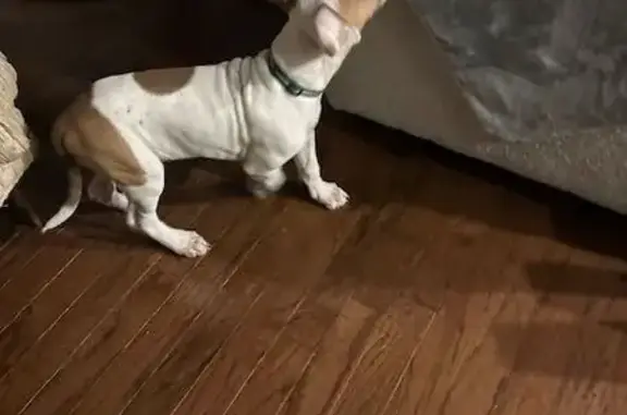 Found dog Euless, photo: Found Dog: White & Brown on Brook Forest