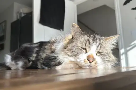 Lost Cat: 11-Year-Old Neutered Male