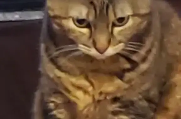 Lost and found pets Shawnee, photo: Lost 18-Year-Old Declawed Cat - Shawnee