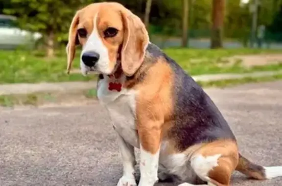 Chien perdu , photo : Chien perdu, collier orange à Verrières