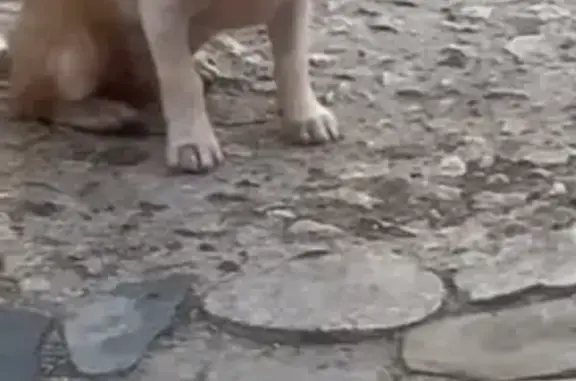 Chien beige et blanc perdu à Tarascon - photo