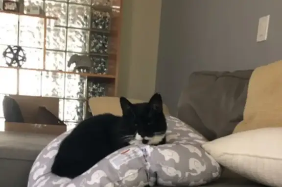 Lost Cat: Black & White, Short Tail, Chicago