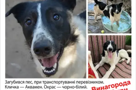 Допоможіть знайти Аквамена: винагорода 15 тис. грн