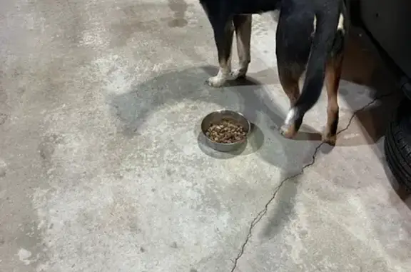 Friendly Found Dog with Ear In...