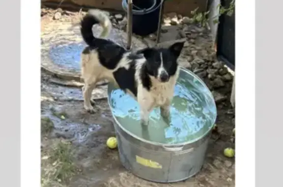 Зникла собака Аквамен: Допоможіть знайти!