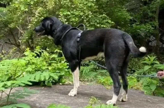 Help Find Roldier: Gentle Giant Missing