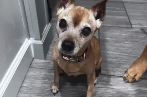 Lost and found pets Orlando, photo: Lost Elderly Pinscher: Saffron Plum Ln