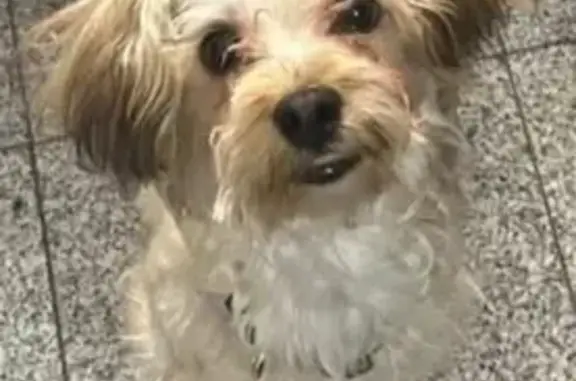 Lost and found pets Pharr, photo: Lost Energetic Dog on West Bronze Dr