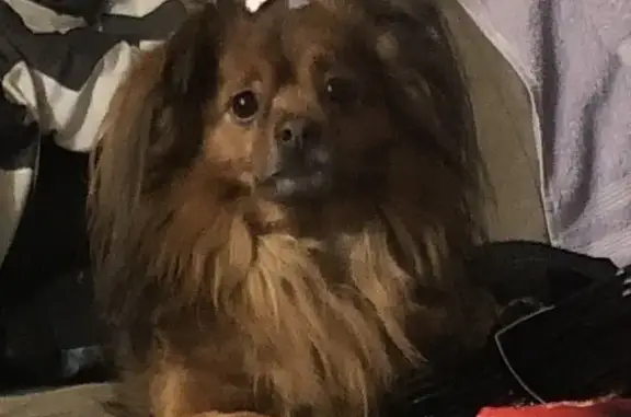 Lost Brown Dog: Space Harness, Tulsa