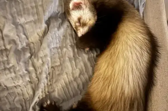 Lost and found pets Santee, photo: Lost Sweet Bird Fendi - Help Us Find Him!