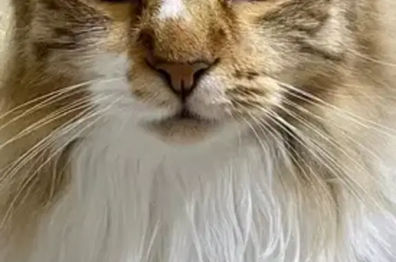 Lost: Friendly Brown Tabby on Lakepark