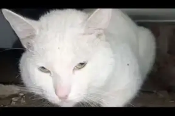 Vermiste Kat: Groen-Blou Oog & Visstert