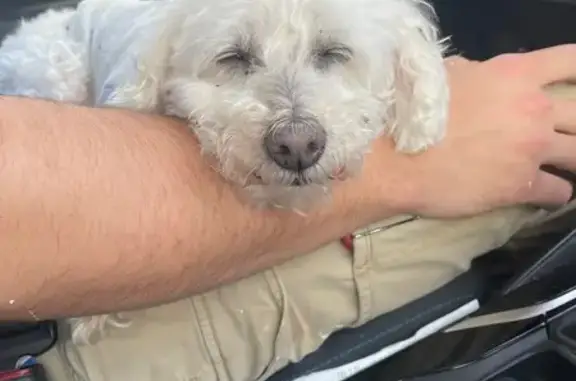 Lost Maltipoo Benny: Friendly & Deaf