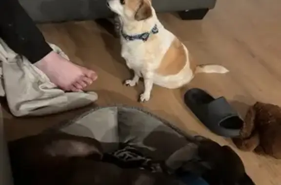 Lost Chihuahua/Pug Mix on Aberfeldy St.