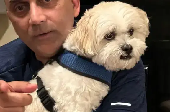 Lost Shitzu-Bichon: White Coat at 1747