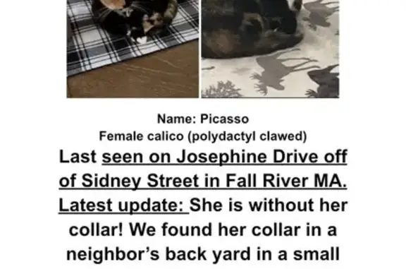 Lost pets Fall River, photo: Lost Calico Picasso: Help Us Find Her!