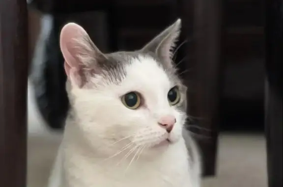Lost Mini Cat: Fluffy Missing in Spanish Fork