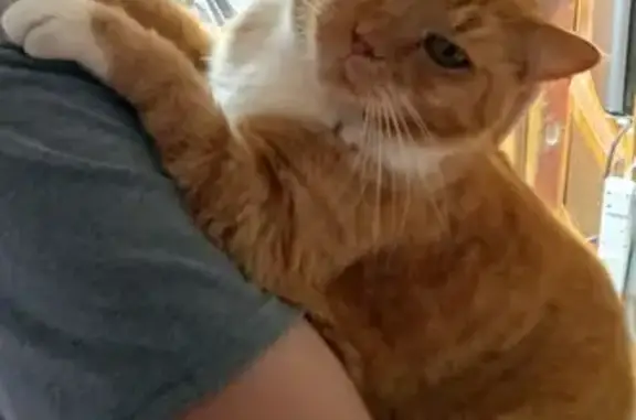 Lost Mute Tabby: Help Us Find Our Cat