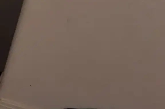 Lost Cat: Brown/Black Stripes, Green Eyes