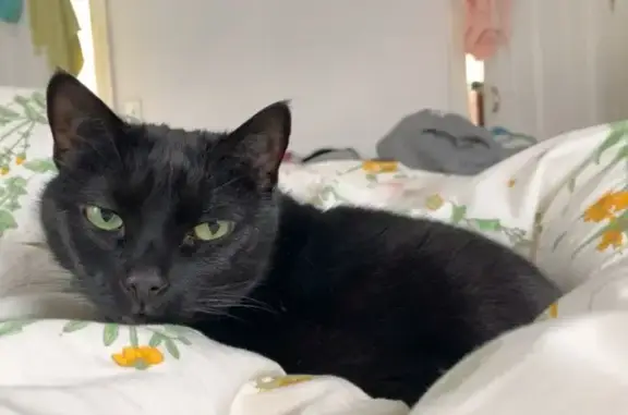 Help Find Jemma: Sweet Black Cat Lost