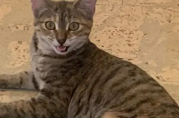 Help Find Tiger: Lost Cat from Makanda