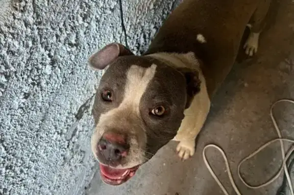 Lost Gray & White Pitbull on Franklin Ave