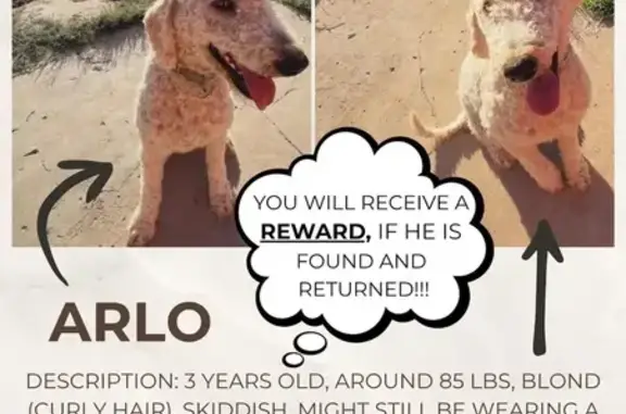 Missing dog Farmington, photo: Lost Shy Dog Arlo: Blond Curls, Brown Eyes