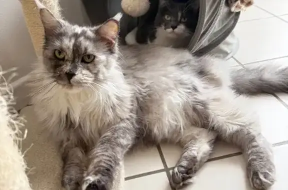 Chat perdu, Arc-sur-Tille, photo: Chatte Yuna perdue à Arc-sur-Tille