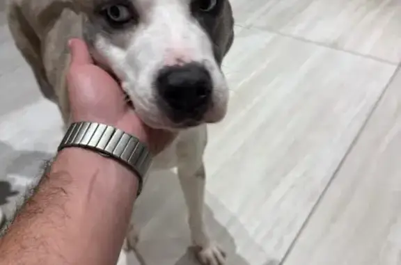 Lost and found pets Florida City, photo: Found: White & Brown Dog in Aventura
